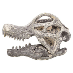 6.5" BRACHIOSAURUS SKULL EXCAVATION LLB kids toys