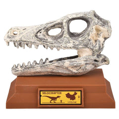 6.5" VELOCIRAPTOR SKULL EXCAVATION LLB kids toys