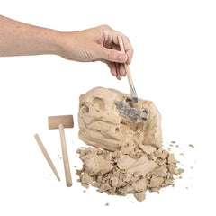 6.5" BRACHIOSAURUS SKULL EXCAVATION LLB kids toys