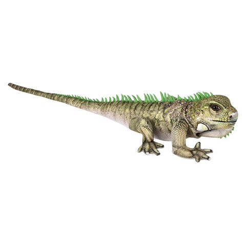19" Iguana