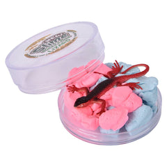 2.7" Lizard Play Clay Slime 24ct - LLB Toys