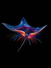 Neon Bold Colors Canvas Wall Art Print