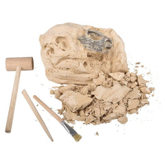 6.5" BRACHIOSAURUS SKULL EXCAVATION LLB kids toys